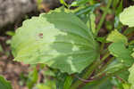 Florida cacalia